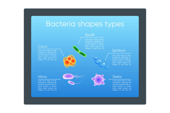 Bacteria Shapes Types Realistic Color Visual Guide